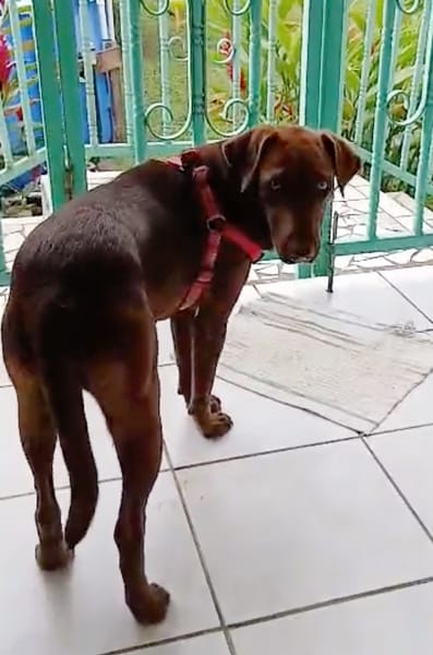 CHOKY, Femelle Berger créole junior