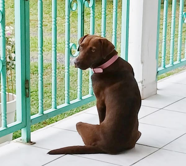 CHOKY, Femelle Berger créole junior