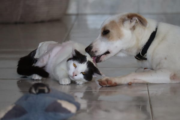 HOWDI, chiot Berger Créole (format “drôle & câlin”)