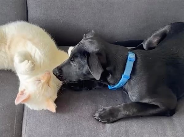 LOCKY, Chiot mâle Croisé Labrador