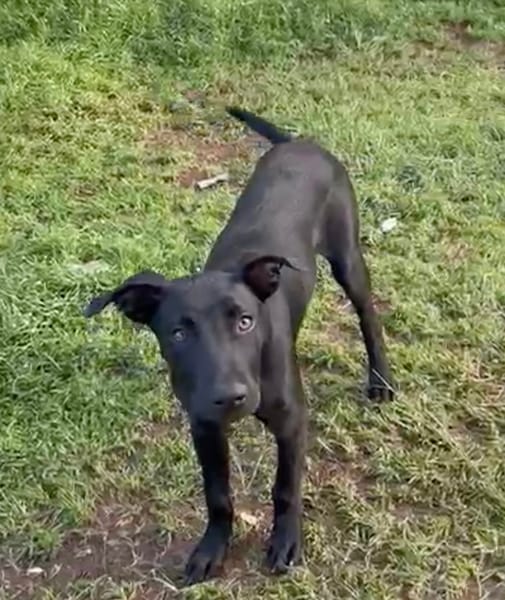 LOCKY, Chiot mâle Croisé Labrador