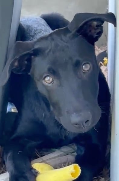 LOCKY, Chiot mâle Croisé Labrador