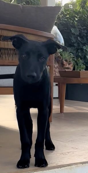 LOCKY, Chiot mâle Croisé Labrador