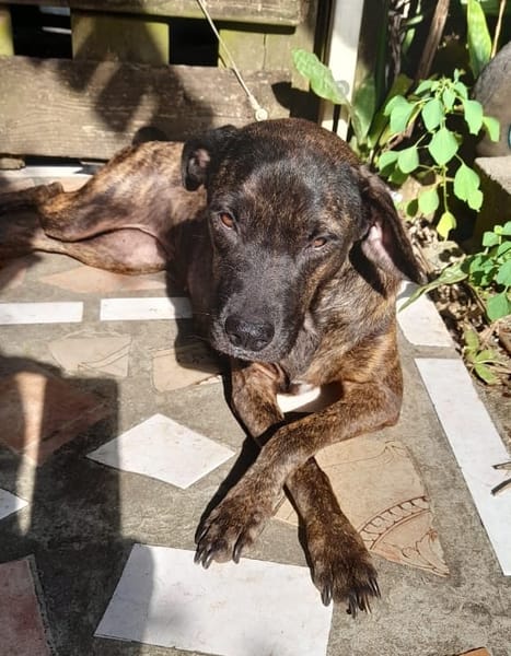 CHIPIE, Berger Créole Femelle 🐾