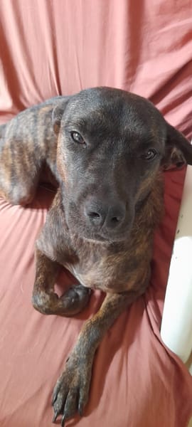 CHIPIE, Berger Créole Femelle 🐾