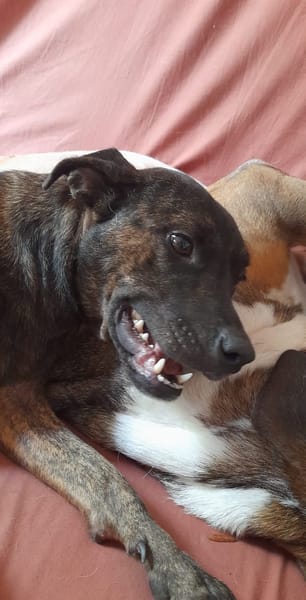 CHIPIE, Berger Créole Femelle 🐾