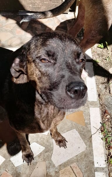 CHIPIE, Berger Créole Femelle 🐾