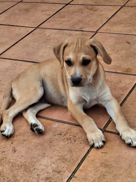 🐾 MYDEE, petit cœur à quatre pattes, cherche sa famille ! 🐾