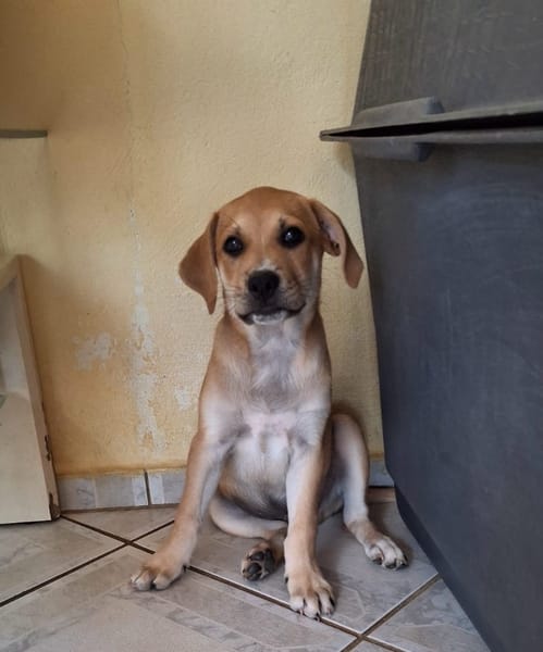 🐾 MYDEE, petit cœur à quatre pattes, cherche sa famille ! 🐾