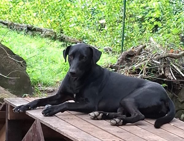 USLA, Femelle croisée créole