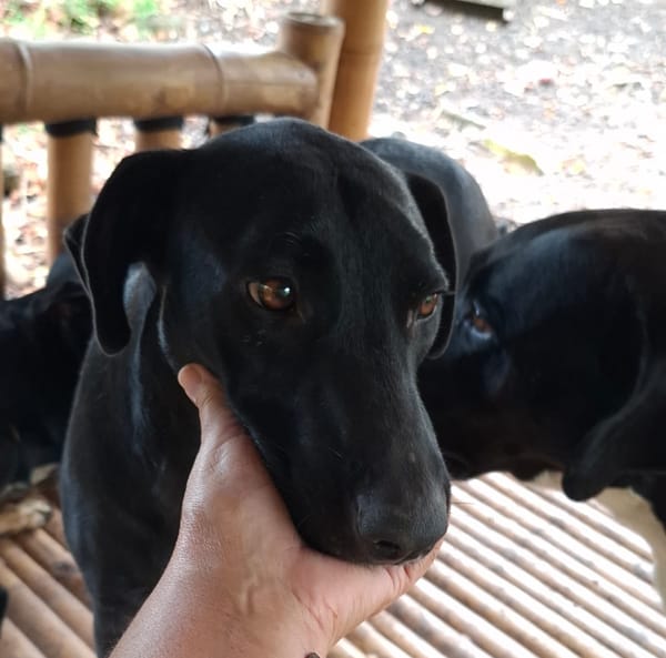 USLA, Femelle croisée créole