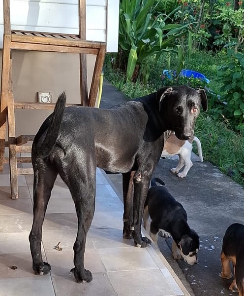 USLA, Femelle croisée créole