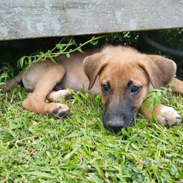 ✨️ LUCIUS ✨️ 🐶