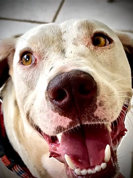 ✨️ DENISE ✨️ 🐶