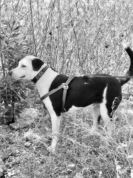 ✨️ DENISE ✨️ 🐶