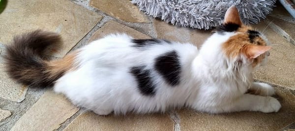 ✨️ PÉNÉLOPE ✨️ 🐱