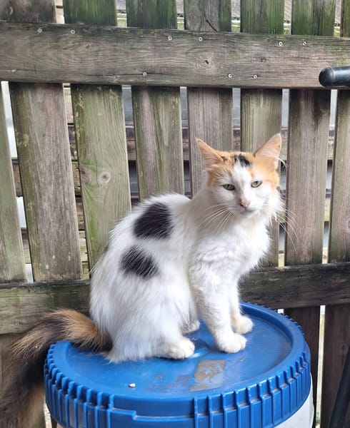 ✨️ PÉNÉLOPE ✨️ 🐱