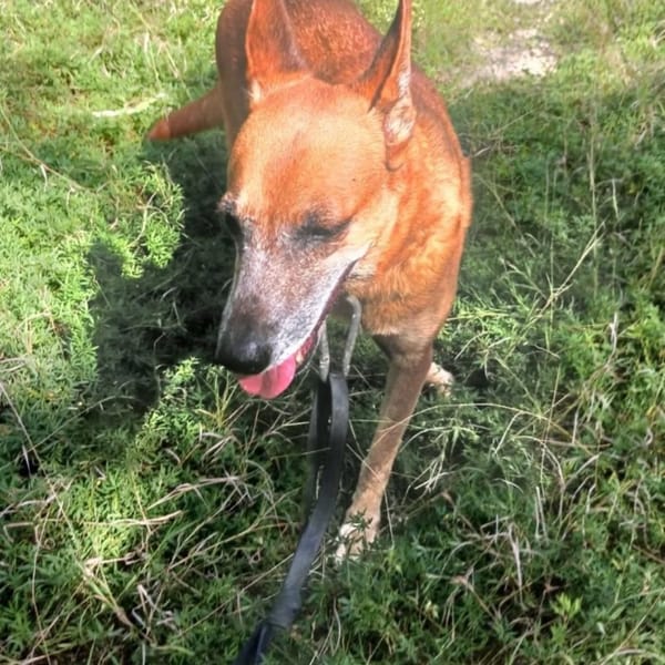 ✨️ MALIA ✨️ 🐶