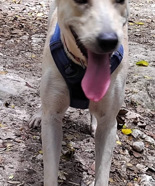 ✨️ FRANKLIN ✨️ 🐶