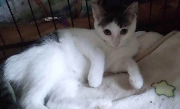 Kajko