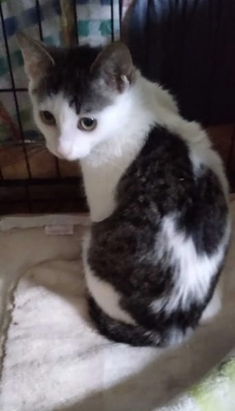 Kajko