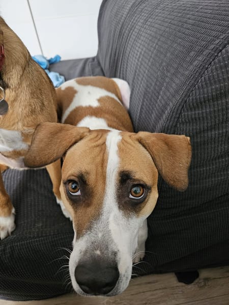 ELLIOT, mâle croisé créole, né le 25/06/2023 🌜