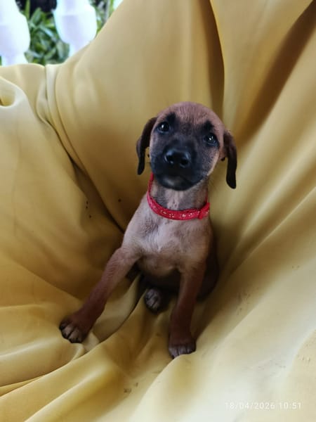 ELYO, CHIOT MÂLE BERGER CRÉOLE