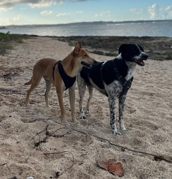 FOXY,  Mâle BERGER DES CANNES