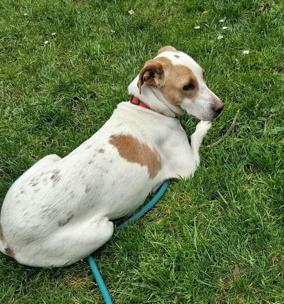 KARA, FEMELLE BERGER CRÉOLE, blanche et fauve
