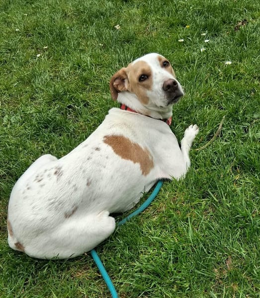 KARA, FEMELLE BERGER CRÉOLE, blanche et fauve
