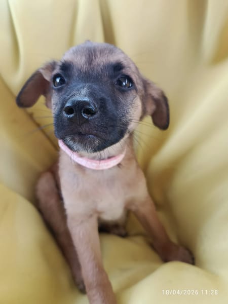 ROOTS, CHIOT MÂLE BERGER CRÉOLE