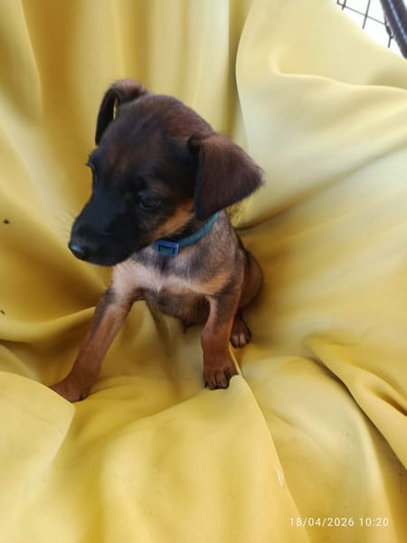 SNOOP, CHIOT MÂLE BERGER CRÉOLE