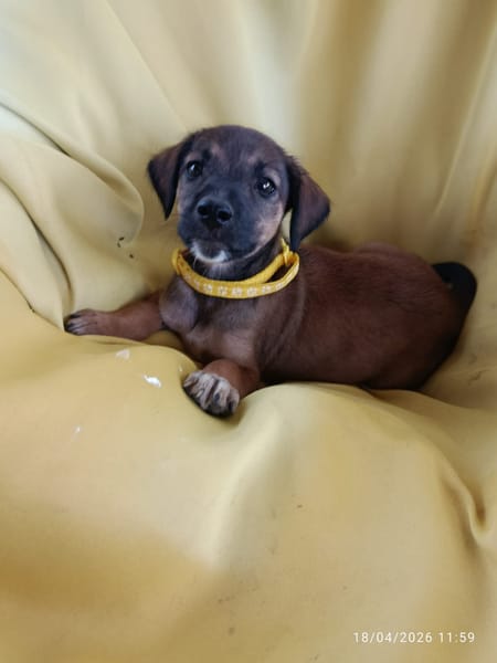 SPLEET, CHIOT MÂLE BERGER CRÉOLE