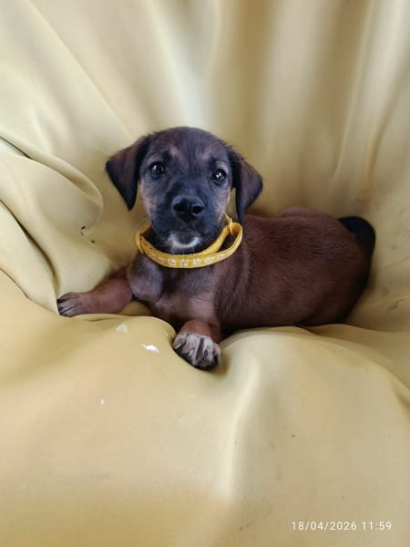 SPLEET, CHIOT MÂLE BERGER CRÉOLE