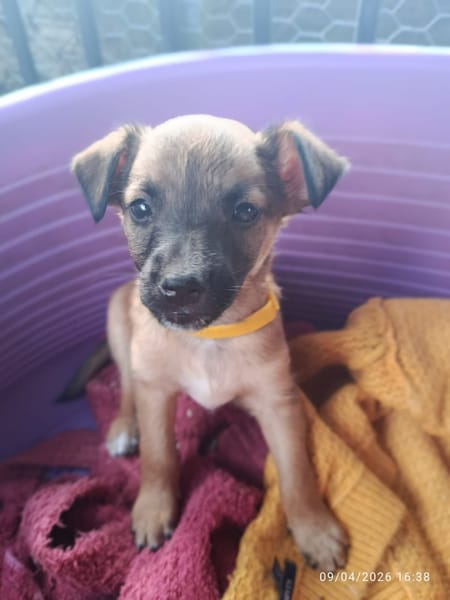 SPLEET, CHIOT MÂLE BERGER CRÉOLE