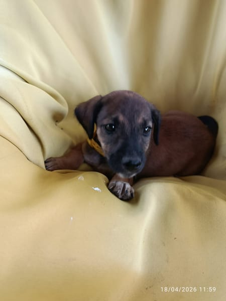 SPLEET, CHIOT MÂLE BERGER CRÉOLE