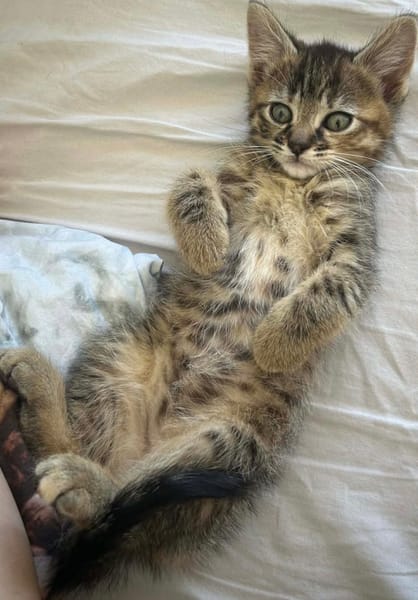 NARIELLE A ADOPTÉE AVEC UN DE NOS CHATS OU AVEC UN CHAT DEJA PRÉSENT CHEZ VOUS