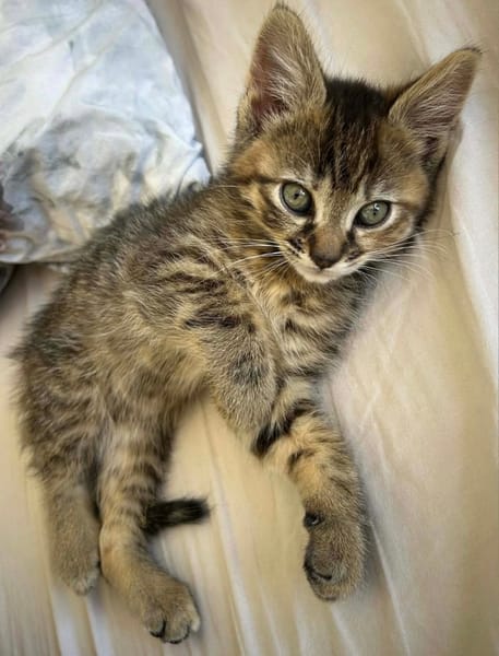 NARIELLE A ADOPTÉE AVEC UN DE NOS CHATS OU AVEC UN CHAT DEJA PRÉSENT CHEZ VOUS