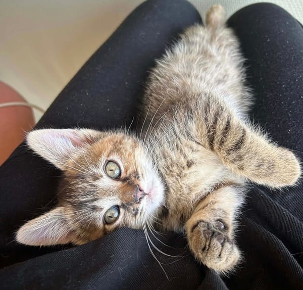 NARIELLE A ADOPTÉE AVEC UN DE NOS CHATS OU AVEC UN CHAT DEJA PRÉSENT CHEZ VOUS