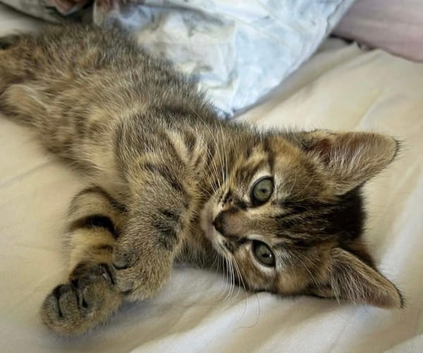 NARIELLE A ADOPTÉE AVEC UN DE NOS CHATS OU AVEC UN CHAT DEJA PRÉSENT CHEZ VOUS