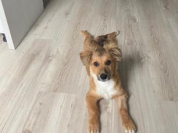 Tomby-liebevoll und verspielt