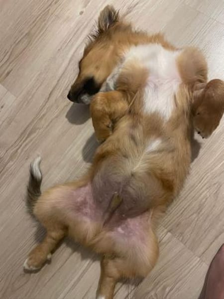 Tomby-liebevoll und verspielt