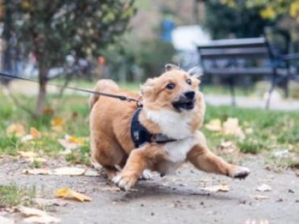 Tomby-liebevoll und verspielt