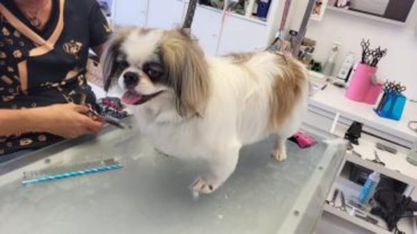 Toller Chihuahuamix Medo sucht dich/euch