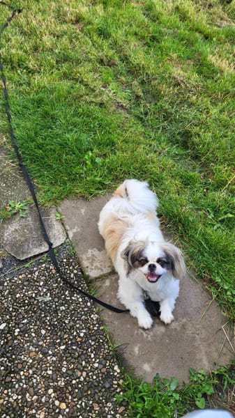 Toller Chihuahuamix Medo sucht dich/euch