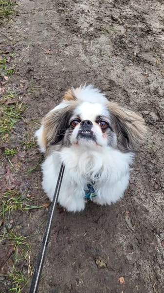 Toller Chihuahuamix Medo sucht dich/euch