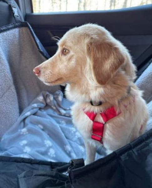 Fabricia ist eine Seele von Hund!