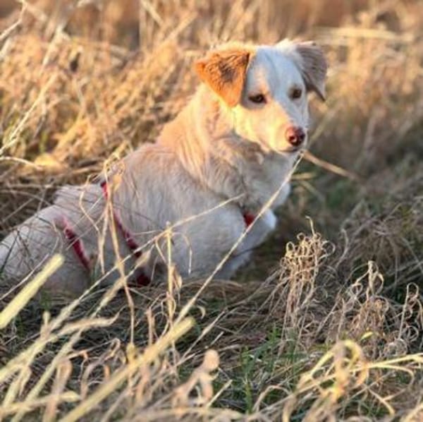 Fabricia ist eine Seele von Hund!