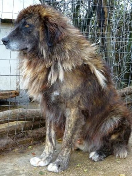 Herzensguter Hundemann JOVAN