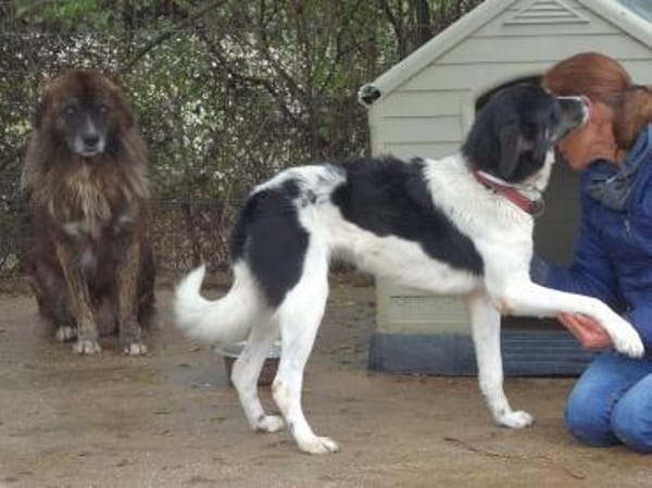 Herzensguter Hundemann JOVAN